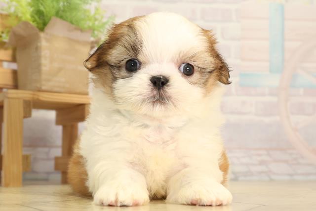 静岡県のマルズー/マルシーズ(マルチーズ×シーズー) (Coo&RIKU浜松店/2026年2月10日生まれ/男の子/ゴールドホワイト)の子犬