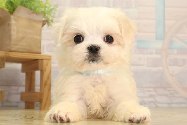 静岡県のマルチーズ (Coo&RIKU掛川店/2026年2月8日生まれ/男の子/ホワイト)の子犬