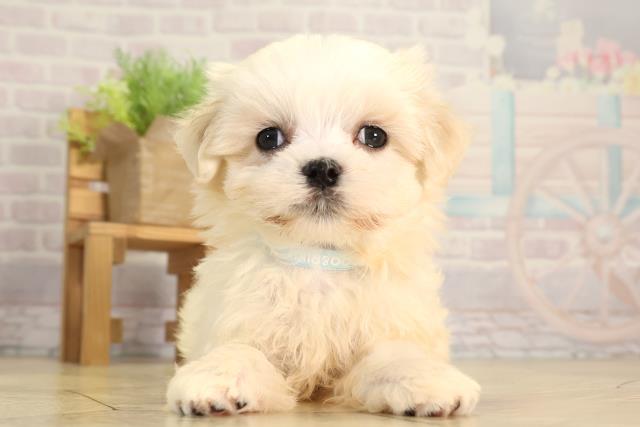 愛知県のマルチーズ (Coo&RIKU東海一宮店/2026年2月8日生まれ/男の子/ホワイト)の子犬の1枚目の画像