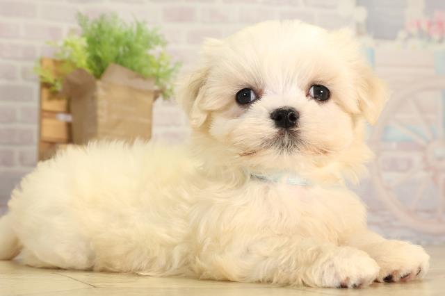 愛知県のマルチーズ (Coo&RIKU東海一宮店/2026年2月8日生まれ/男の子/ホワイト)の子犬の2枚目の画像