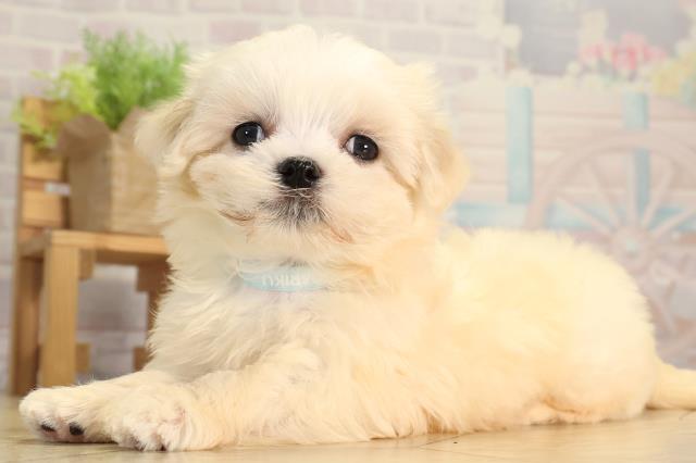 愛知県のマルチーズ (Coo&RIKU東海一宮店/2026年2月8日生まれ/男の子/ホワイト)の子犬の3枚目の画像