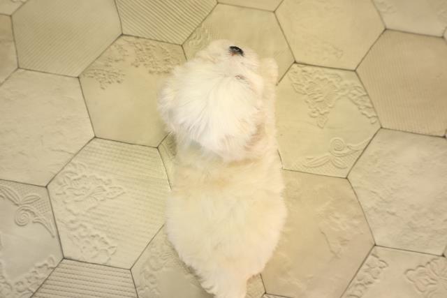 愛知県のマルチーズ (Coo&RIKU東海一宮店/2026年2月8日生まれ/男の子/ホワイト)の子犬の4枚目の画像