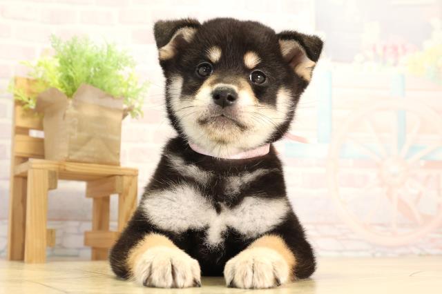 愛知県の柴犬(標準サイズ) (Coo&RIKU東海一宮店/2026年2月11日生まれ/女の子/黒)の子犬