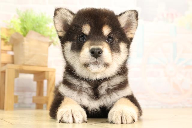 静岡県の柴犬(標準サイズ) (Coo&RIKU沼津店/2026年2月11日生まれ/男の子/黒)の子犬