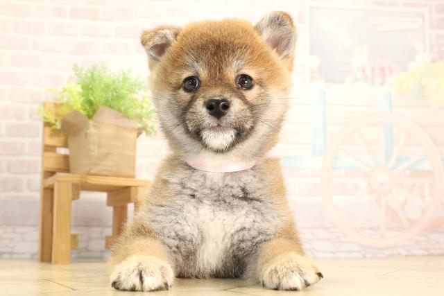 愛知県の柴犬(標準サイズ) (Coo&RIKU春日井店/2026年2月10日生まれ/女の子/赤)の子犬