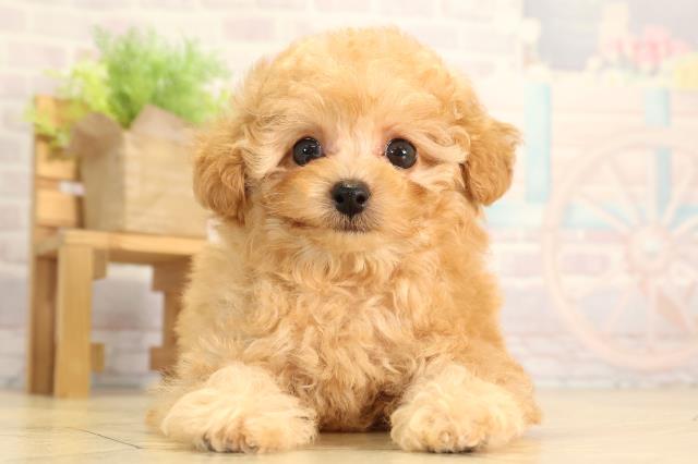 トイ・プードル