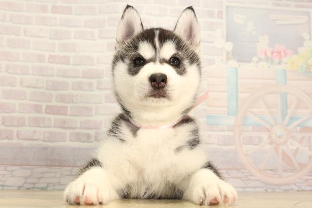 シベリアンハスキー