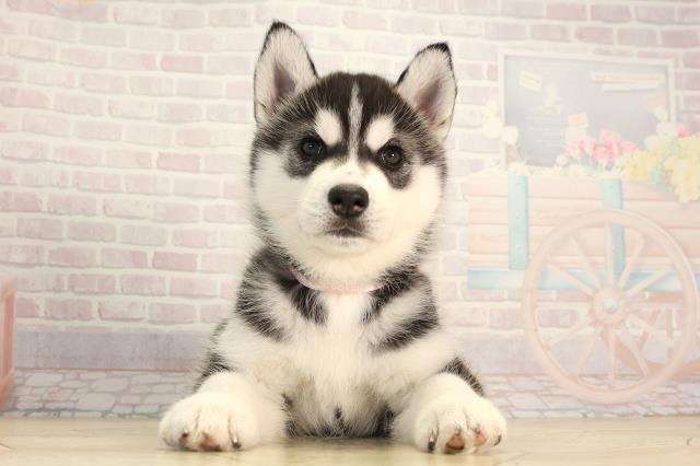 シベリアンハスキー