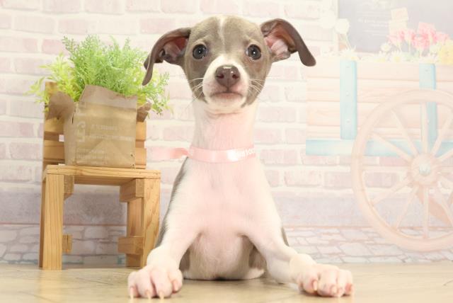 静岡県のイタリアングレーハウンド (Coo&RIKU静岡SBS通り店/2026年2月11日生まれ/女の子/ブルーホワイトマーキングス)の子犬