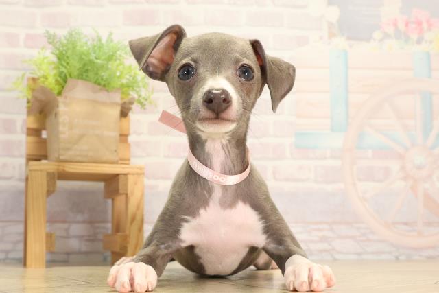 愛知県のイタリアングレーハウンド (Coo&RIKU春日井店/2026年2月11日生まれ/女の子/ブルーホワイトマーキングス)の子犬