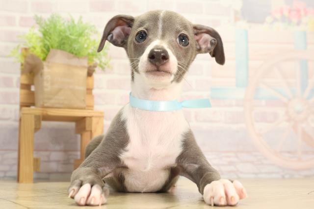 岐阜県のイタリアングレーハウンド (Coo&RIKU岐南店/2026年2月11日生まれ/男の子/ブルーホワイトマーキングス)の子犬