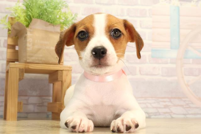 岐阜県のジャックラッセルテリア (Coo&RIKU各務原店/2026年2月10日生まれ/女の子/タンホワイト)の子犬