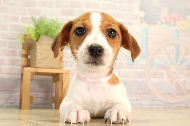 静岡県のジャックラッセルテリア (Coo&RIKU藤枝店/2026年2月10日生まれ/女の子/タンホワイト)の子犬