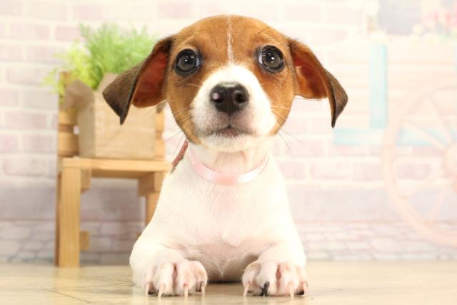 静岡県のジャックラッセルテリア (Coo&RIKU富士店/2026年2月10日生まれ/女の子/タンホワイト)の子犬