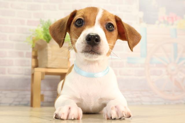 静岡県のジャックラッセルテリア (Coo&RIKU静岡SBS通り店/2026年2月10日生まれ/男の子/タンホワイト)の子犬