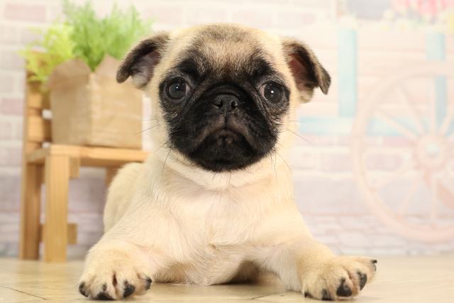 静岡県のパグ (Coo&RIKU浜松店/2026年2月5日生まれ/女の子/フォーン)の子犬