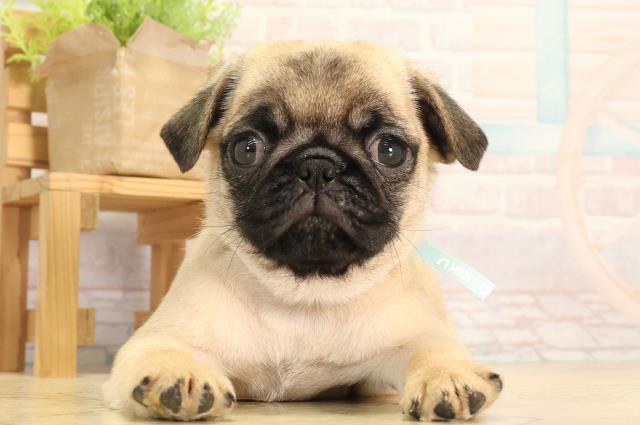愛知県のパグ (Coo&RIKU東海一宮店/2026年2月5日生まれ/男の子/フォーン)の子犬