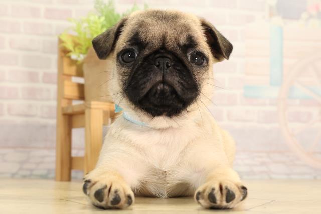 岐阜県のパグ (Coo&RIKU岐南店/2026年2月5日生まれ/男の子/フォーン)の子犬