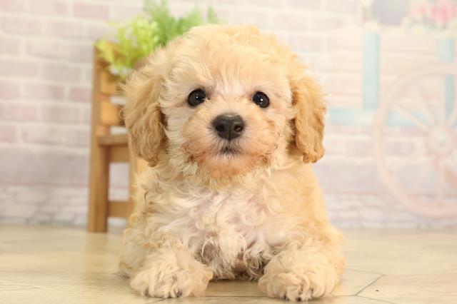 トイ・プードル