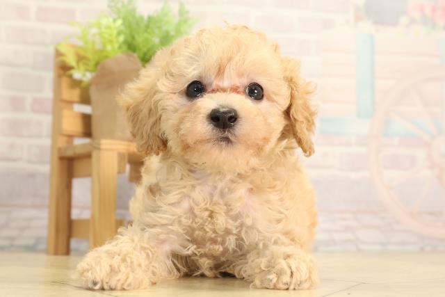 トイ・プードル