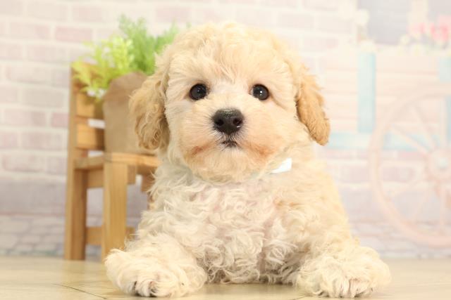トイ・プードル