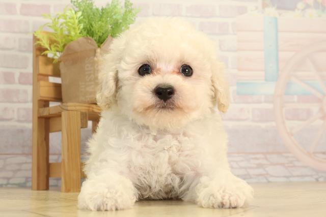 トイ・プードル