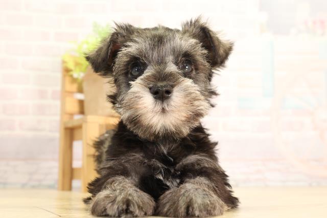 岐阜県のミニチュアシュナウザー (Coo&RIKU各務原店/2026年2月8日生まれ/男の子/ソルトペッパー)の子犬