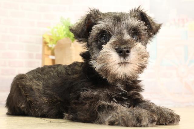 岐阜県のミニチュアシュナウザー (Coo&RIKU各務原店/2026年2月8日生まれ/男の子/ソルトペッパー)の子犬の2枚目の画像