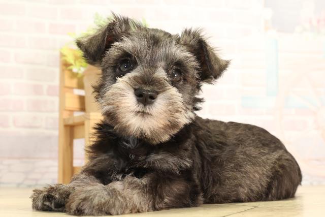 岐阜県のミニチュアシュナウザー (Coo&RIKU各務原店/2026年2月8日生まれ/男の子/ソルトペッパー)の子犬の3枚目の画像