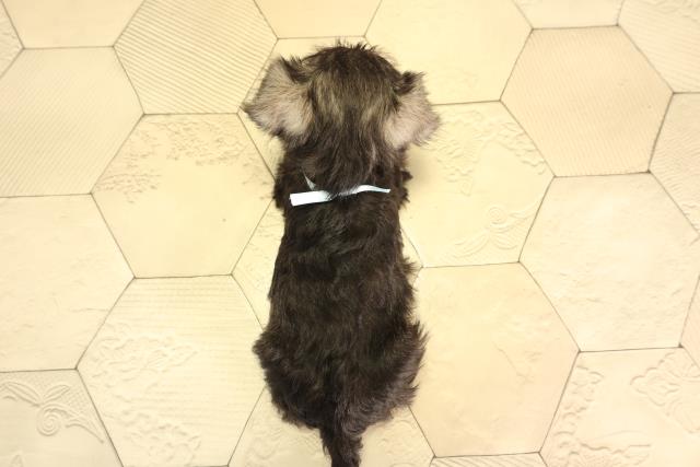 岐阜県のミニチュアシュナウザー (Coo&RIKU各務原店/2026年2月8日生まれ/男の子/ソルトペッパー)の子犬の4枚目の画像