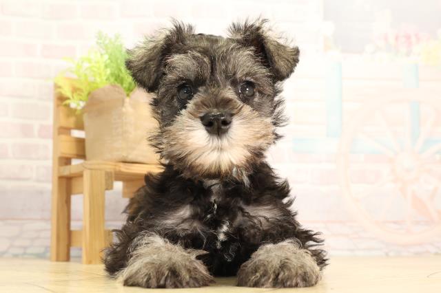 岐阜県のミニチュアシュナウザー (Coo&RIKU岐南店/2026年2月8日生まれ/男の子/ソルトペッパー)の子犬