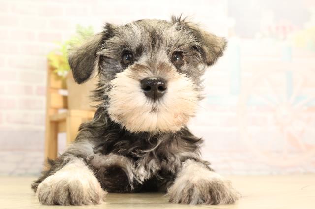 静岡県のミニチュアシュナウザー (Coo&RIKU掛川店/2026年2月8日生まれ/男の子/ソルトペッパー)の子犬