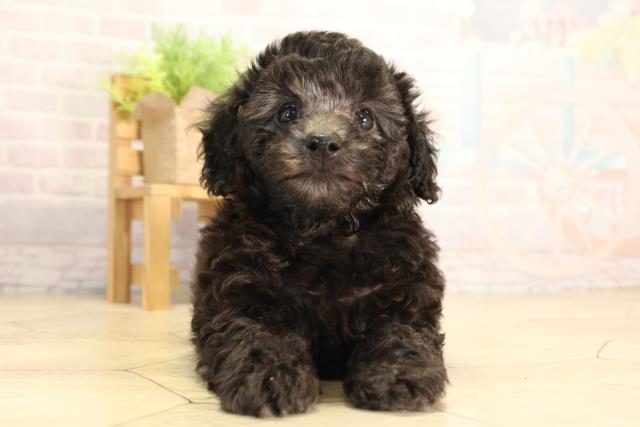 トイ・プードル