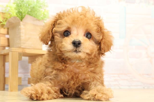 静岡県のトイプードル(ティーカップ) (Coo&RIKU静岡SBS通り店/2026年2月8日生まれ/男の子/アプリコット)の子犬