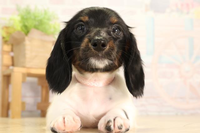 静岡県のミニチュアダックスフンド(ロング) (Coo&RIKU静岡SBS通り店/2026年2月4日生まれ/女の子/ブラックタンパイボールド)の子犬の1枚目の画像