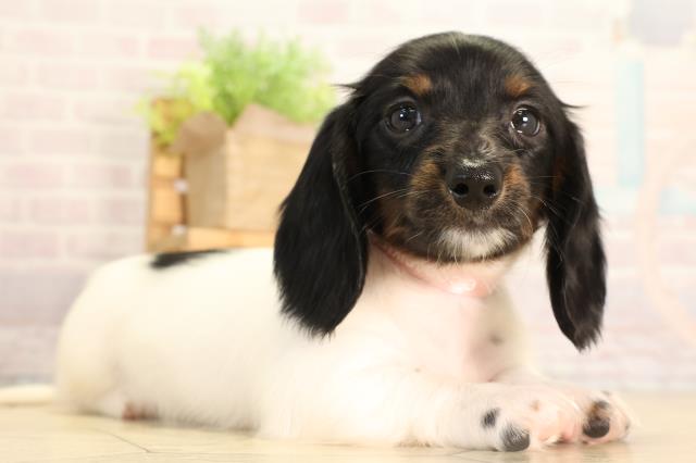 静岡県のミニチュアダックスフンド(ロング) (Coo&RIKU静岡SBS通り店/2026年2月4日生まれ/女の子/ブラックタンパイボールド)の子犬の2枚目の画像