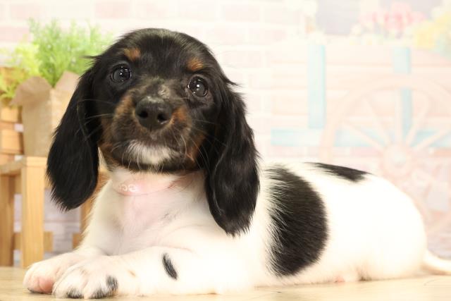 静岡県のミニチュアダックスフンド(ロング) (Coo&RIKU静岡SBS通り店/2026年2月4日生まれ/女の子/ブラックタンパイボールド)の子犬の3枚目の画像