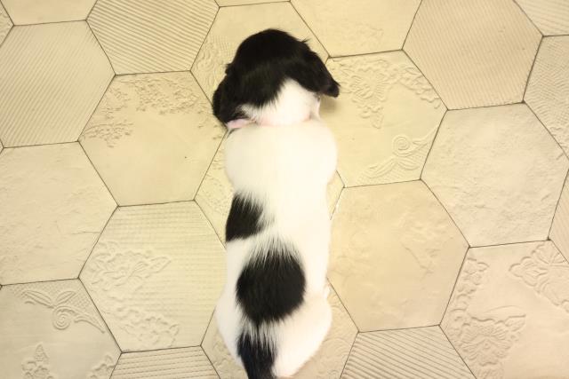 静岡県のミニチュアダックスフンド(ロング) (Coo&RIKU静岡SBS通り店/2026年2月4日生まれ/女の子/ブラックタンパイボールド)の子犬の4枚目の画像