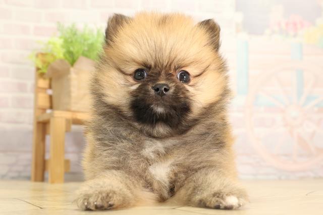 静岡県のポメラニアン (Coo&RIKU富士店/2026年2月11日生まれ/女の子/オレンジセーブル)の子犬