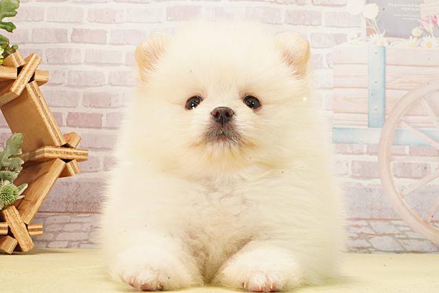 静岡県のポメラニアン (Coo&RIKU沼津店/2026年2月11日生まれ/男の子/ホワイトクリーム)の子犬