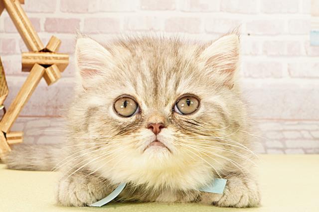 静岡県のエキゾチック (Coo&RIKU静岡SBS通り店/2026年2月10日生まれ/男の子/ブルーシルバータビー)の子猫の1枚目の画像