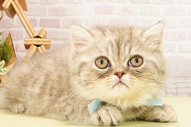 静岡県のエキゾチック (Coo&RIKU静岡SBS通り店/2026年2月10日生まれ/男の子/ブルーシルバータビー)の子猫の2枚目の画像