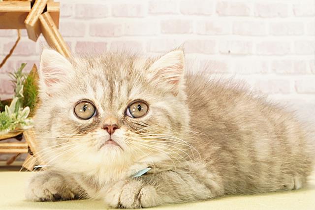 静岡県のエキゾチック (Coo&RIKU静岡SBS通り店/2026年2月10日生まれ/男の子/ブルーシルバータビー)の子猫の3枚目の画像