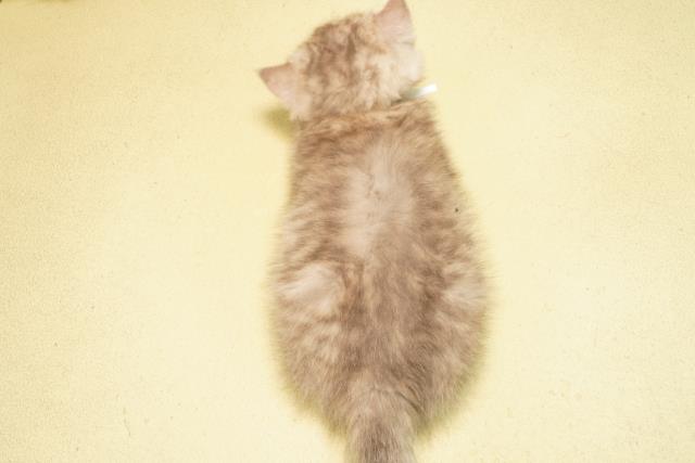 静岡県のエキゾチック (Coo&RIKU静岡SBS通り店/2026年2月10日生まれ/男の子/ブルーシルバータビー)の子猫の4枚目の画像