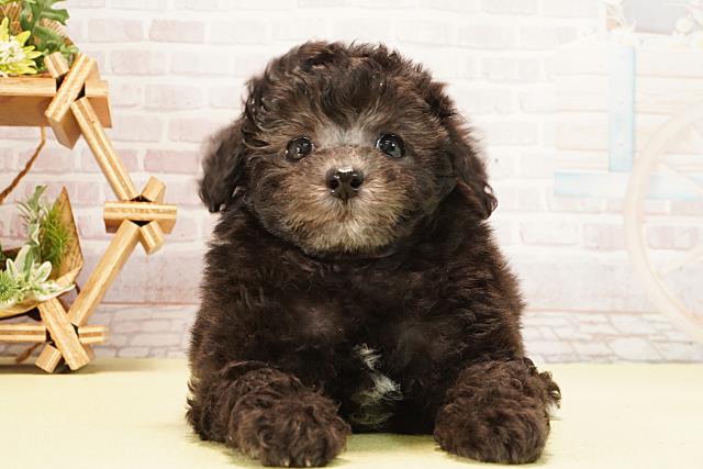 トイ・プードル