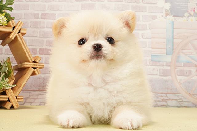 愛知県のポメチワ/チワポメ/ポメチー(ポメラニアン×チワワ) (Coo&RIKU春日井店/2026年2月10日生まれ/女の子/クリーム)の子犬