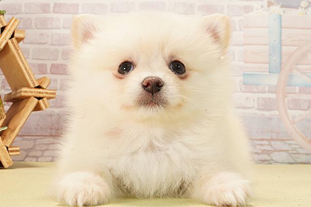 岐阜県のポメチワ/チワポメ/ポメチー(ポメラニアン×チワワ) (Coo&RIKU岐南店/2026年2月10日生まれ/女の子/クリーム)の子犬