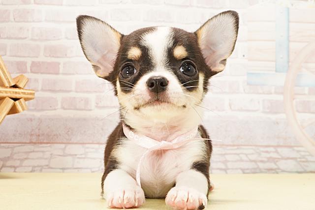 静岡県のチワワ(スムース) (Coo&RIKU浜松店/2026年2月11日生まれ/女の子/ブラックタンホワイト)の子犬の1枚目の画像