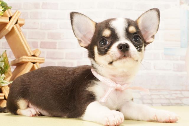 静岡県のチワワ(スムース) (Coo&RIKU浜松店/2026年2月11日生まれ/女の子/ブラックタンホワイト)の子犬の2枚目の画像