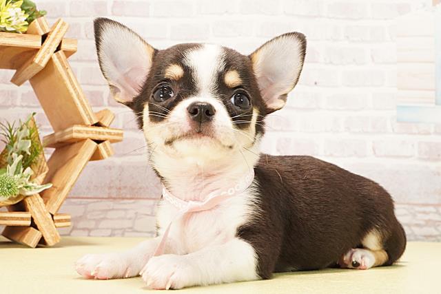 静岡県のチワワ(スムース) (Coo&RIKU浜松店/2026年2月11日生まれ/女の子/ブラックタンホワイト)の子犬の3枚目の画像